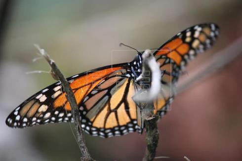 Las mariposas monarca resisten las inusuales nevadas en México