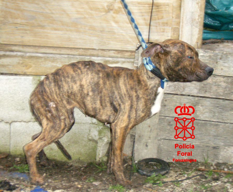 Detenido en Pamplona por maltrato animal al abandonar dos perros, uno murió y el otro sobrevivió comiéndoselo