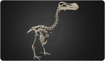 Primer atlas tridimensional del extinto dodo