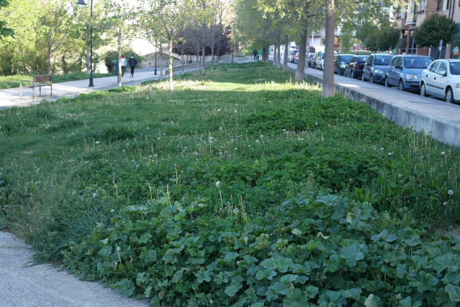 Rochapea