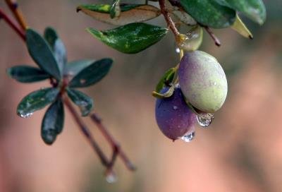 Los mil usos del hueso de la aceituna