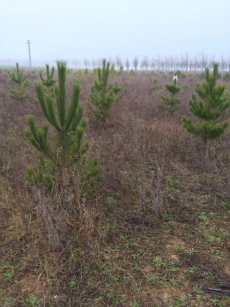 Navarra estudia la influencia del cambio climático en los bosques