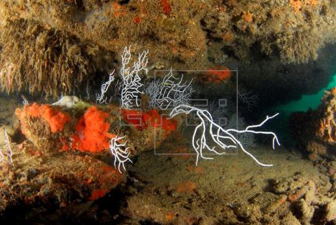 Un informe alerta de las amenazas de cambio climático al medio marino español