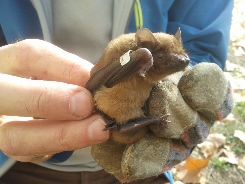 AGENDA: 21 de diciembre, en el Museo de Educación Ambiental, sesión de murciélagos