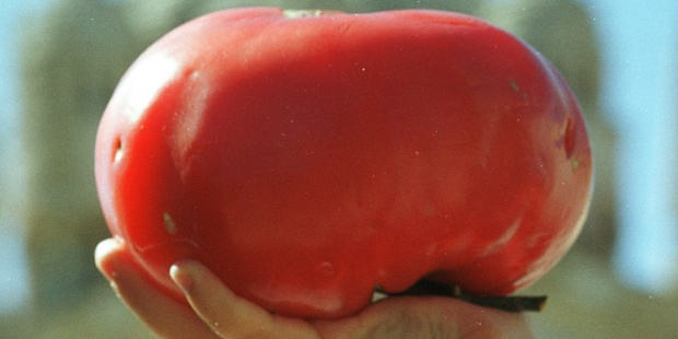 Utilizan la genética para lograr verduras resistentes al cambio climático y enfermedades