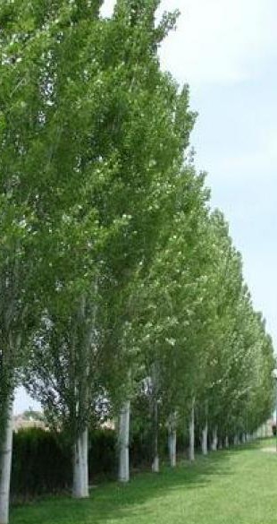 La pelusa de los chopos causante de una treintena de incendios en Navarra en 2015