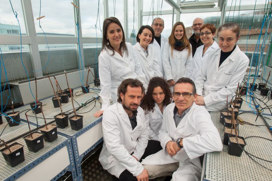 Un proyecto de la Universidad de Navarra analiza cinco clones de la variedad tempranillo