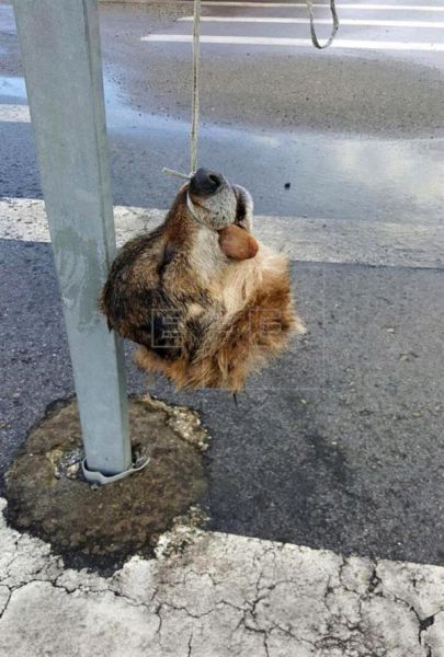 Hallan la cabeza de un lobo colgada en una señal de tráfico en Salas