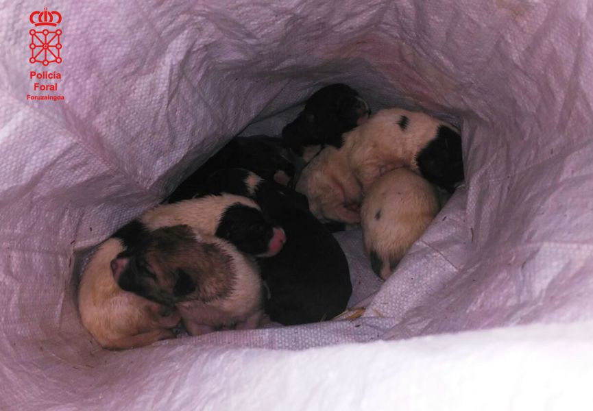 Imputado un vecino de Marcilla por abandonar siete cachorros en un contenedor