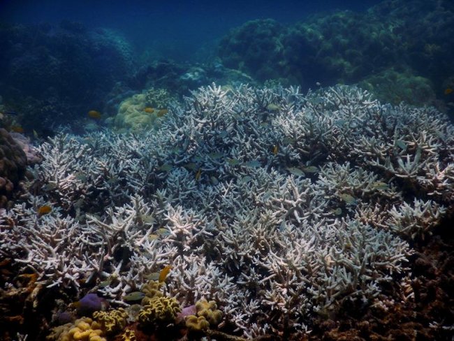 El cambio climático acaba con el 35 % del coral de la Gran Barrera australiana