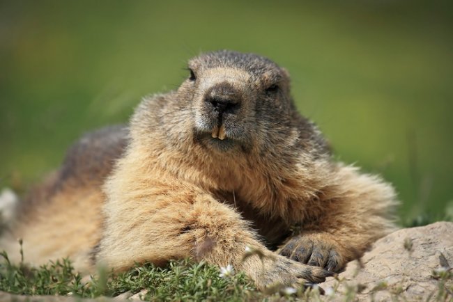 Las hembras de marmotas son infieles para evitar la consanguineidad