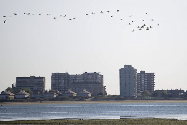 Restaurar las marismas contrarresta el efecto del aumento del nivel del mar