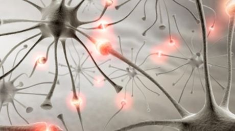 Logran regenerar las conexiones neuronales en modelos de mosca con Alzheimer