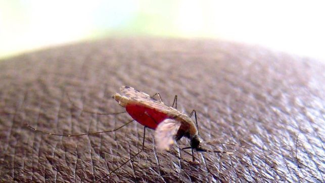 La capacidad de adaptación del causante de la malaria, un reto para la ciencia