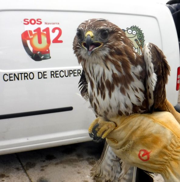 Suelta de cárabos contra la plaga de topillos del Pirineo