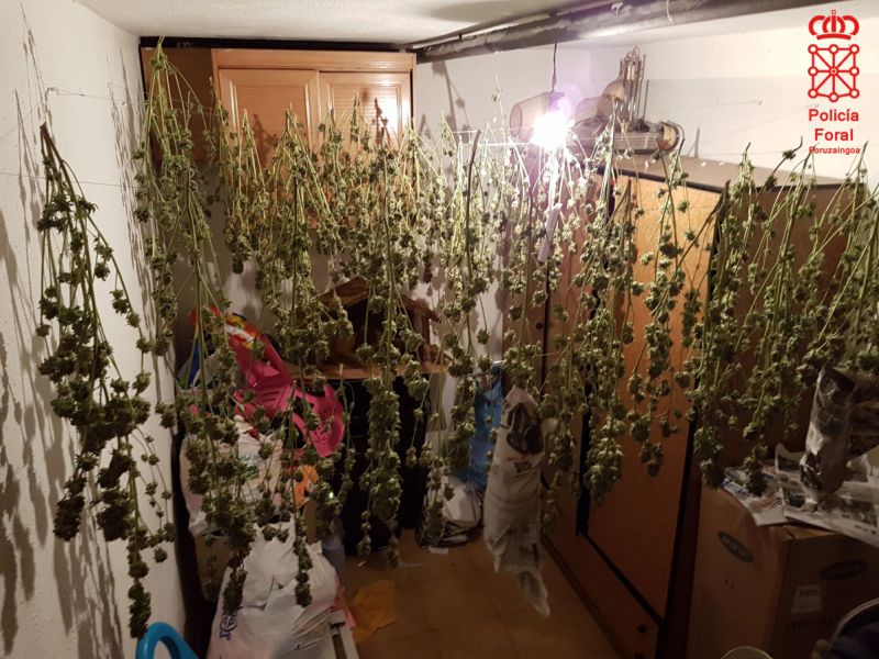 Detenida una pareja en Noain (Navarra) con 83 plantas de marihuana