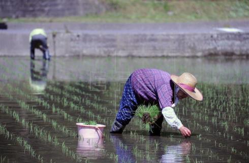 Reino Unido será el primer país europeo en volver a vender arroz de Fukushima
