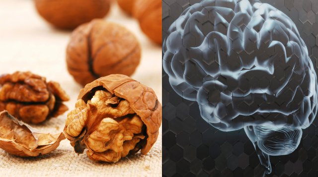 Órganos y alimentos ‘hermanos’