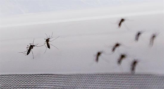 Nace en Barcelona el primer bebé de Europa con microcefalia por virus de Zika