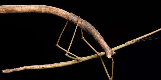 Descubren en España una especie única de insecto palo