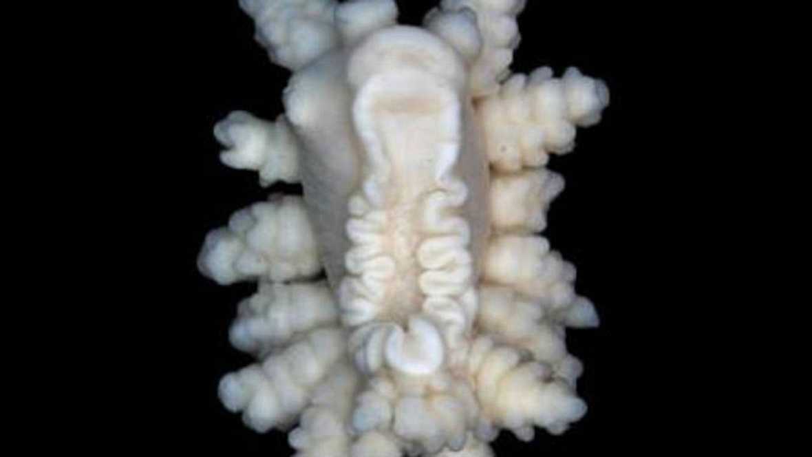 Descubren una nueva especie de invertebrado marino en la Antártida