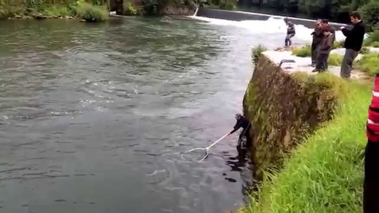 Hasta el día 14 de julio no se podrán volver a pescar salmones en el río Bidasoa