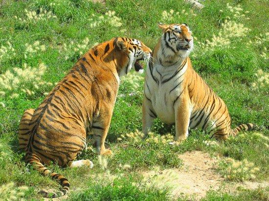 Muere una trabajadora de Terra Natura de Benidorm tras el ataque de un tigre