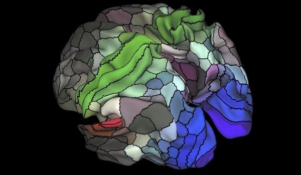 Un nuevo mapa del cerebro identifica 100 regiones desconocidas del córtex