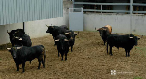 Los toros de lidia, Joaquín Núñez, para el 13 de julio ya están también en Pamplona