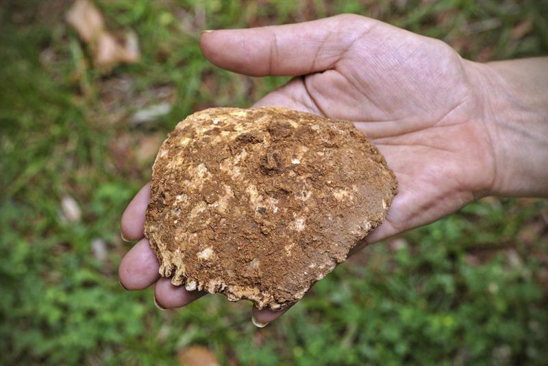 Hallan un parietal humano del Pleistoceno Medio en una cueva de Atapuerca