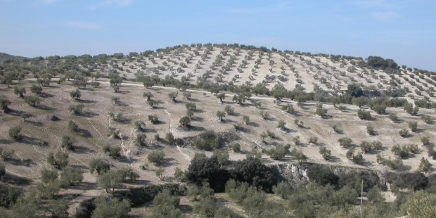 España, el país europeo con más riesgo de desertificación, alcanza ya el 20 %