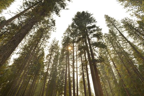 Los Parques Nacionales, la gran joya natural de EE.UU., cumplen un siglo