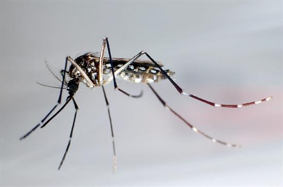 Los anticuerpos del dengue pueden tratar el zika en ratones