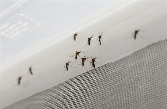 Los mosquitos pueden trasmitir el zika a los huevos y larvas