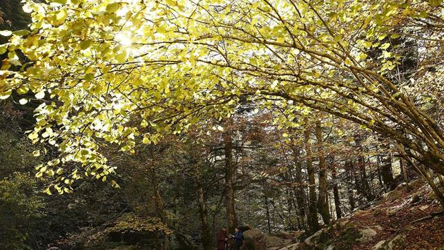 Navarra Comunidad con mejor certificación forestal