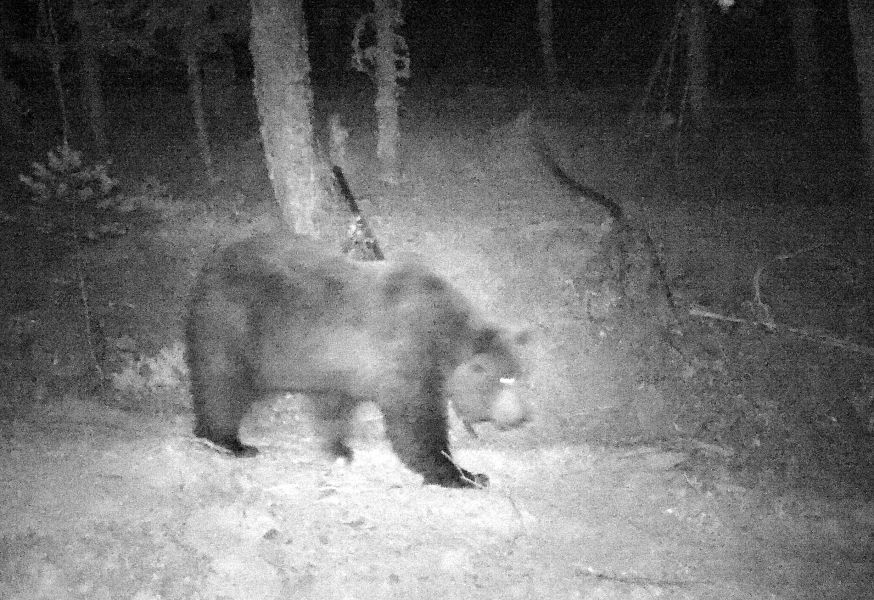 Detectado un oso pardo en las inmediaciones de Garde (Roncal) después de más de un año sin rastros