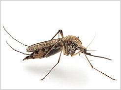 El Instituto de Salud Pública y Laboral de Navarra comienza la campaña de vigilancia del mosquito tigre