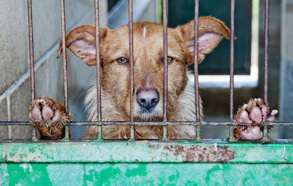 Día Mundial del Abandono Animal: Cada año se abandonan más de 130.000 perros y gatos