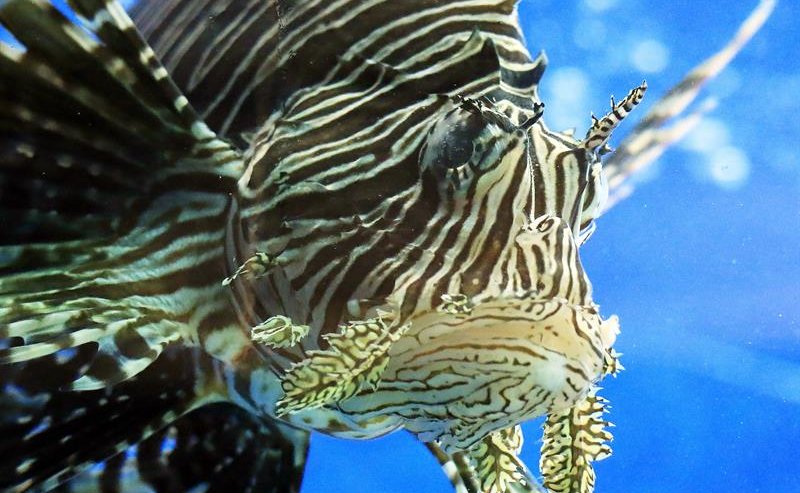 Eliminan cerca de 10,000 ejemplares de pez león de las aguas de Florida