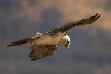 Navarra presenta su oferta de observación de aves en la British Birdwatching Fair,