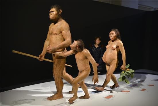 Lucy, el fósil más famoso del ser humano, murió tras caerse de un árbol