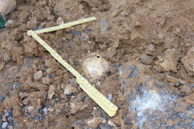 Leones, leopardos y bisontes poblaban el entorno de Arrasate hace 100.000 años