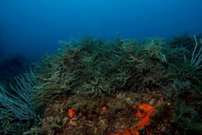Los bosques de algas, en peligro por crecer como árboles