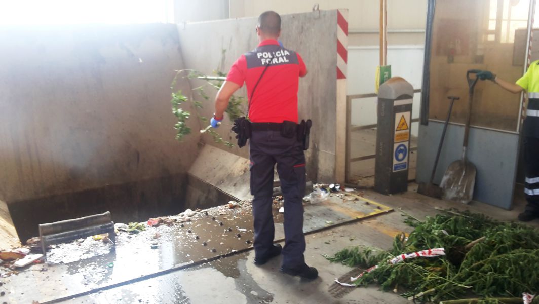 Destruidas varias plantaciones anónimas de marihuana descubiertas en el campo