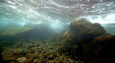 Google lanza mapa virtual de pesca para ayudar a restaurar océanos