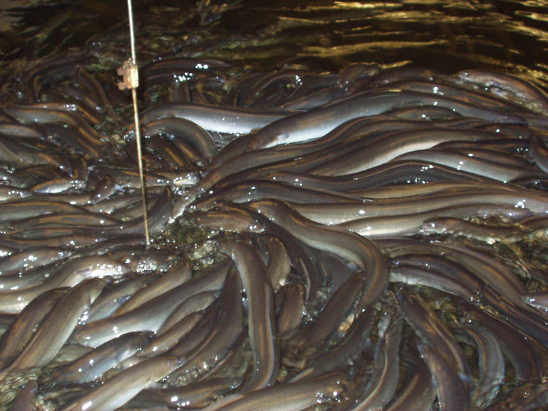 Anguilas: Un camino de 6.400 kilómetros para procrear
