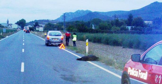 Atendidos siete accidentes por atropellos a jabalíes