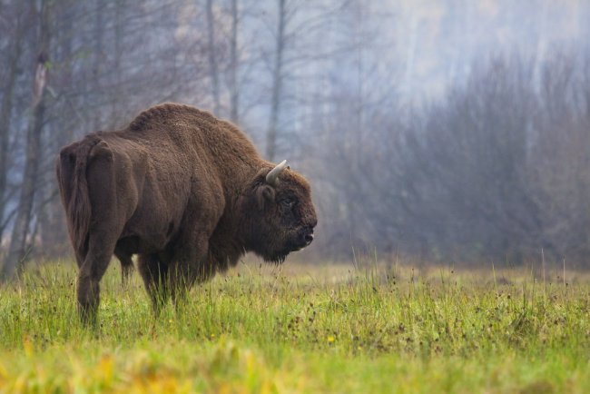 El ADN y el arte rupestre descubren los orígenes del bisonte europeo