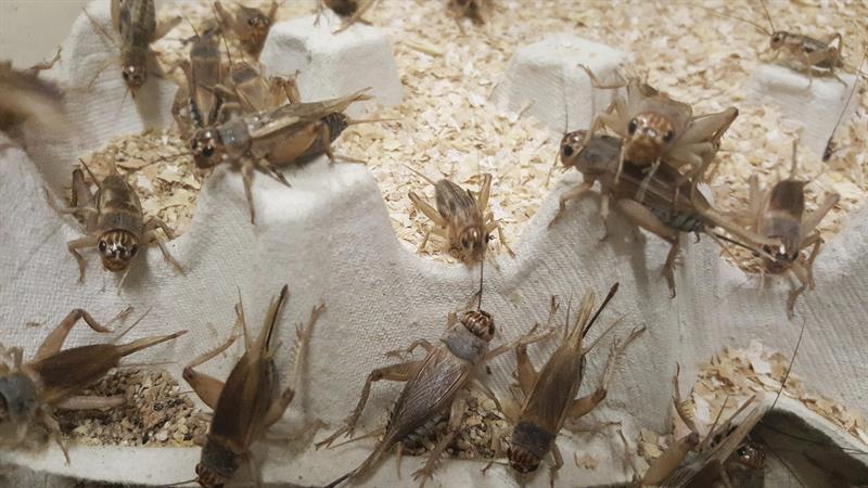 Insectos, la dieta ideal para animales y ¿humanos?