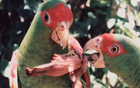 Loros contra la deforestación